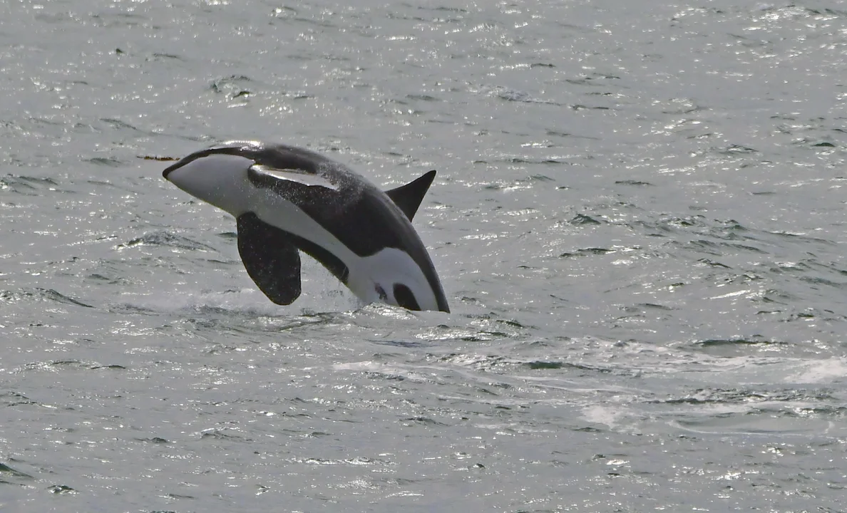 Las imágenes del increíble show de Orcas en plena temporada 2023