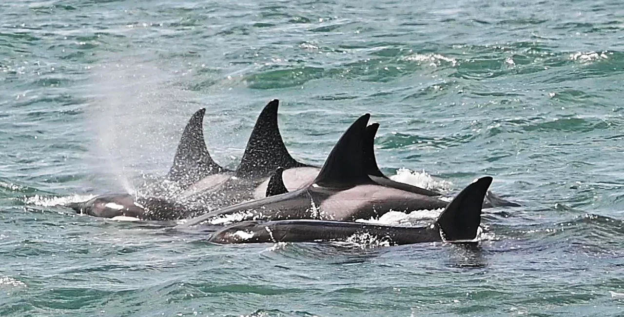 Las imágenes del increíble show de Orcas en plena temporada 2023