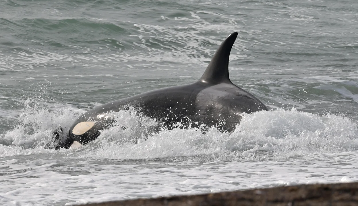 Las imágenes del increíble show de Orcas en plena temporada 2023