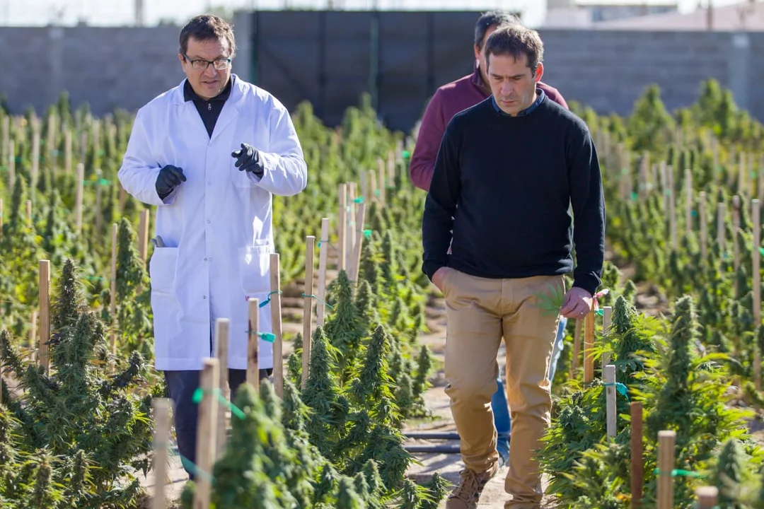 Luque recorrió un emprendimiento de producción de semillas y flores para cannabis medicinal