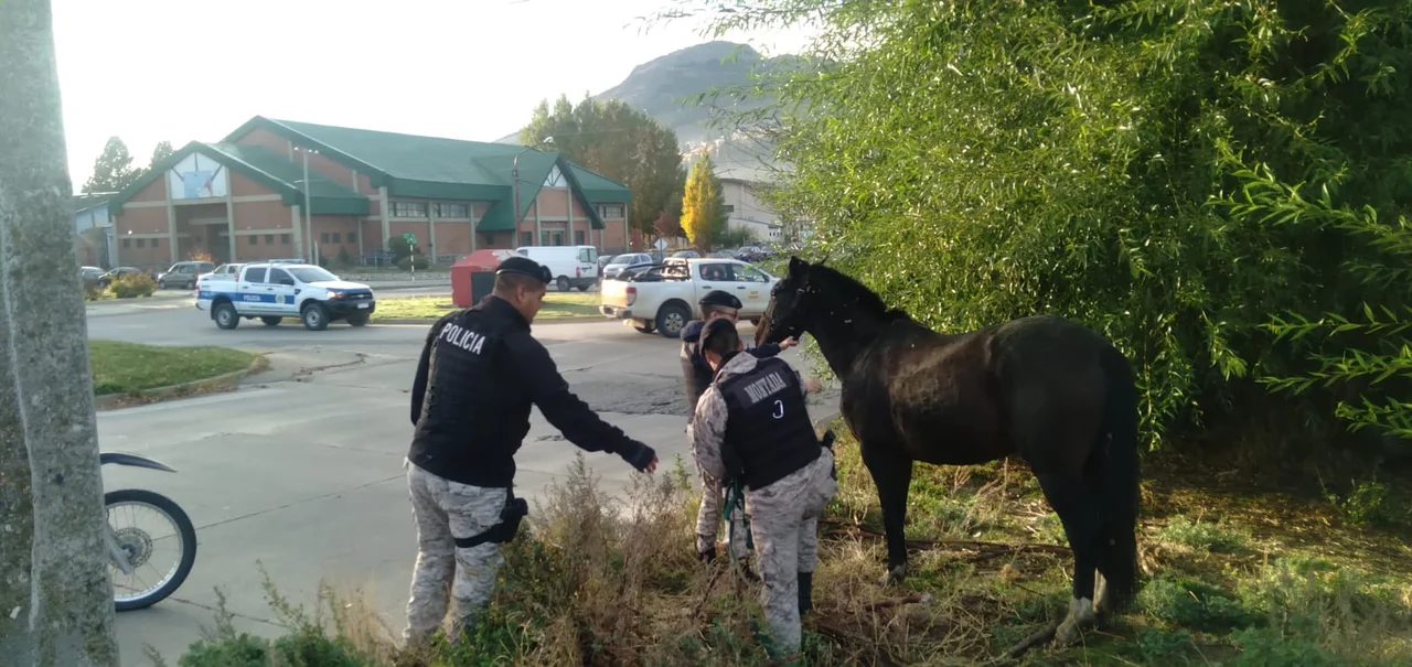 Retiraron a una yegua que circulaba suelta por las calles de Esquel
