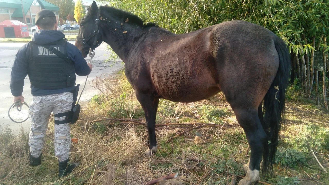 Retiraron a una yegua que circulaba suelta por las calles de Esquel