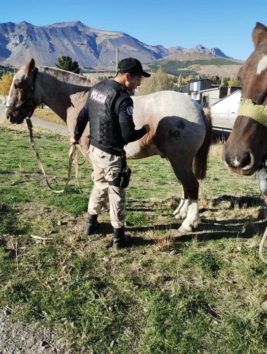 Secuestraron dos caballos que estaban sueltos en un predio de Esquel