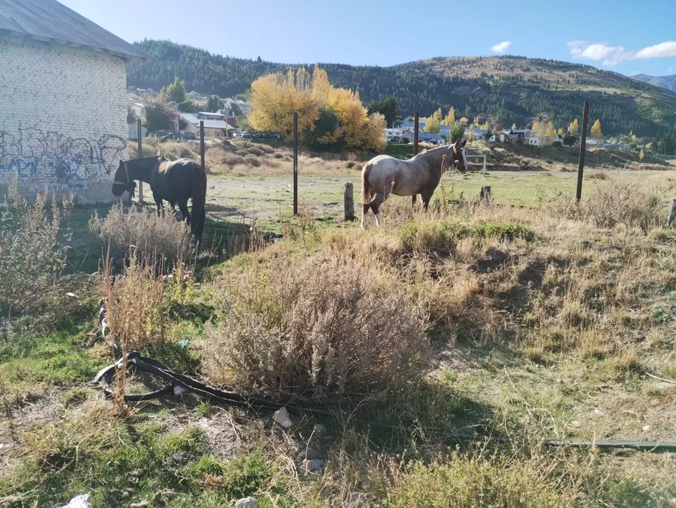 Secuestraron dos caballos que estaban sueltos en un predio de Esquel