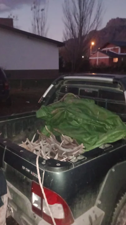 Llevaba 48 astas de ciervo y carne de potro sin autorización
