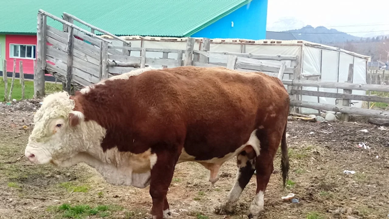 Capturaron a un toro que circulaba por las calles y terminó en la comisaría