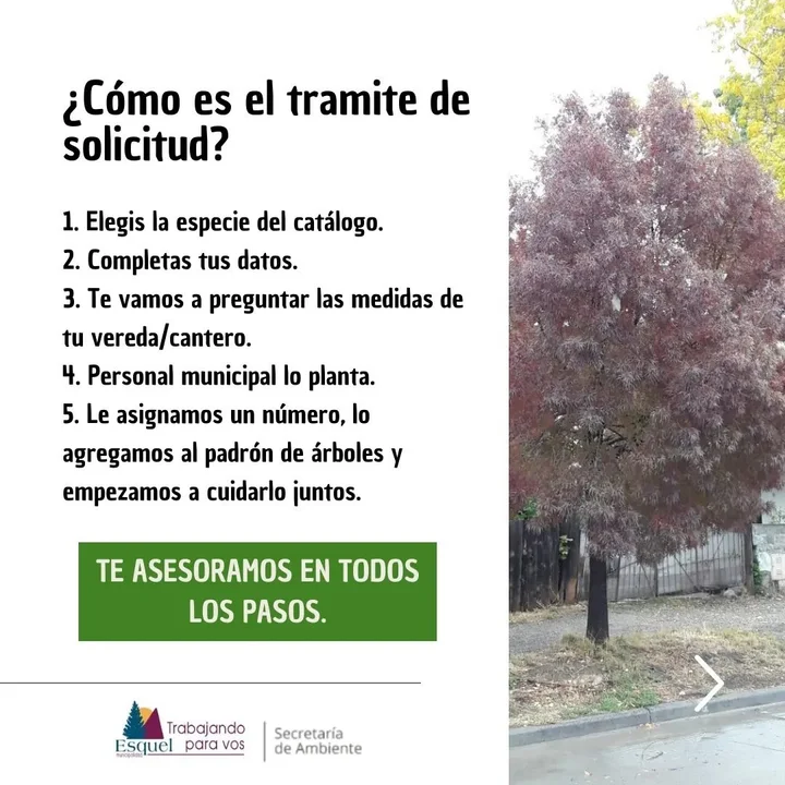 ¿Querés un árbol en tu vereda? Sumáte a la campaña y descubrí cómo obtenerlo 
