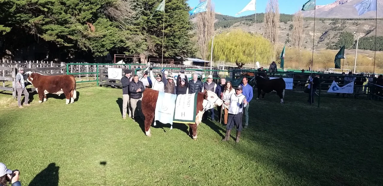 Gran Campeón Hereford de Río Frio
