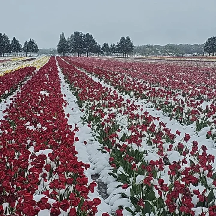 Los tulipanes se abren paso en la nieve