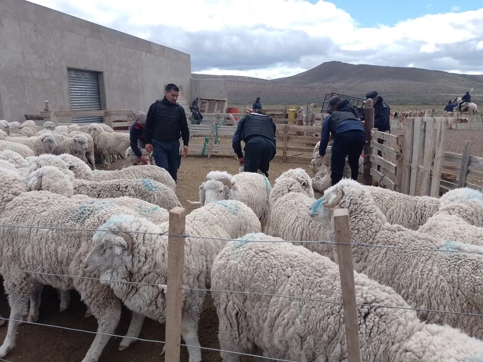 En un allanamiento por robo de ganado encontraron 83 ovinos y un matadero clandestino