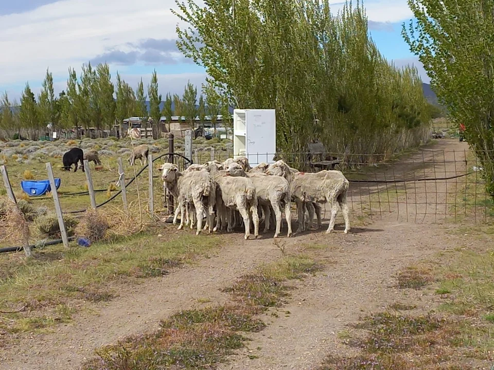Hallan once ovejas en la ruta y tratan de establecer a quién pertenecen