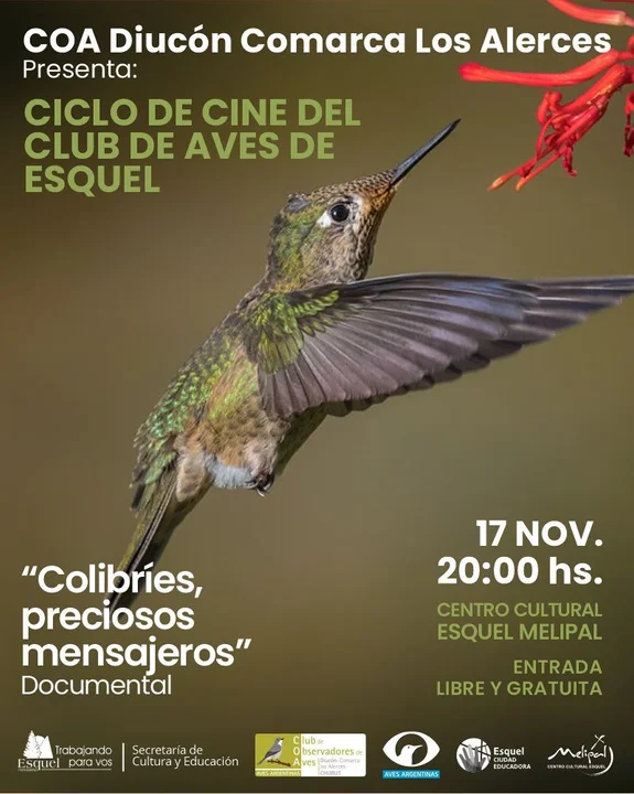 Disfrutá del documental "Los colibríes" en una nueva edición del Ciclo de Cine del Club de Aves