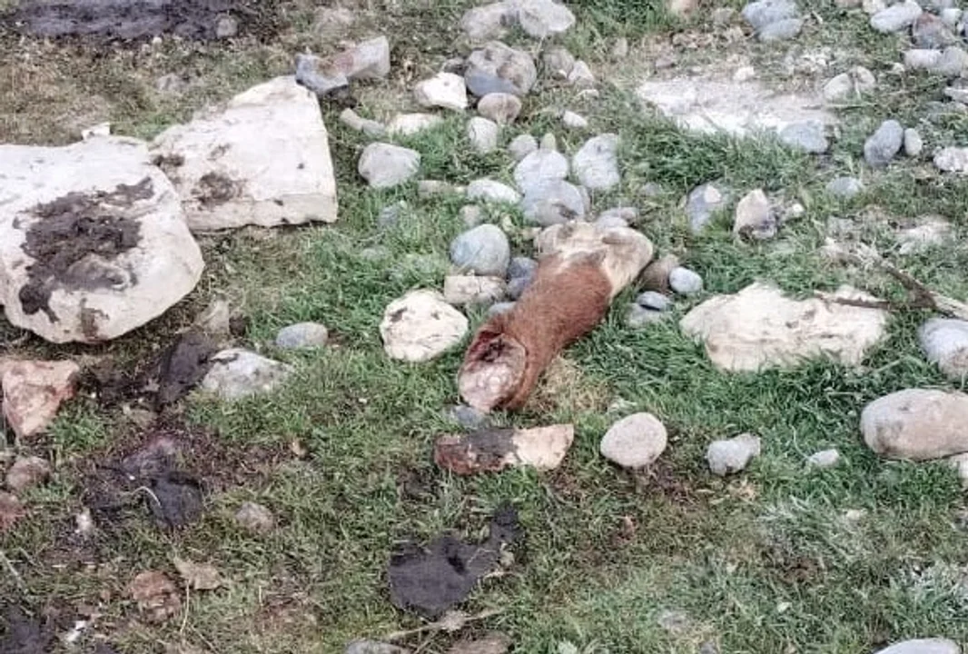 Denuncian el robo de una vaquillona: encontraron una cola y cuatro patas cerca de la estancia