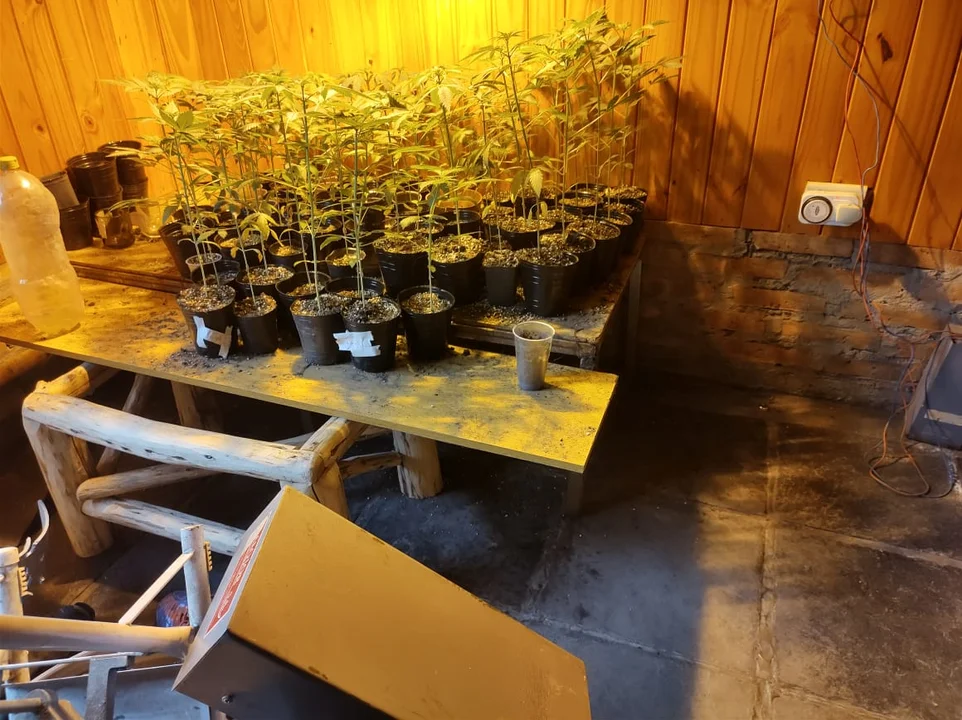 Dos allanamientos en El Hoyo culminan con el secuestro de armas de fuego, municiones y plantas de cannabis
