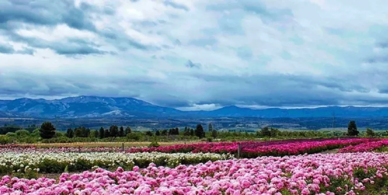 Luego de los tulipanes Trevelin florece una vez más con la temporada de peonías