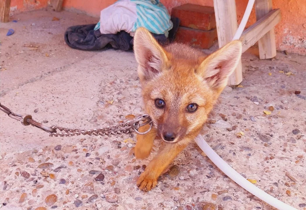 Rescataron a una zorrita que estaba encadenada en el patio de una casa