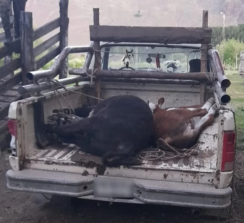 Llevaban un novillo y un ternero atados en la caja de una camioneta