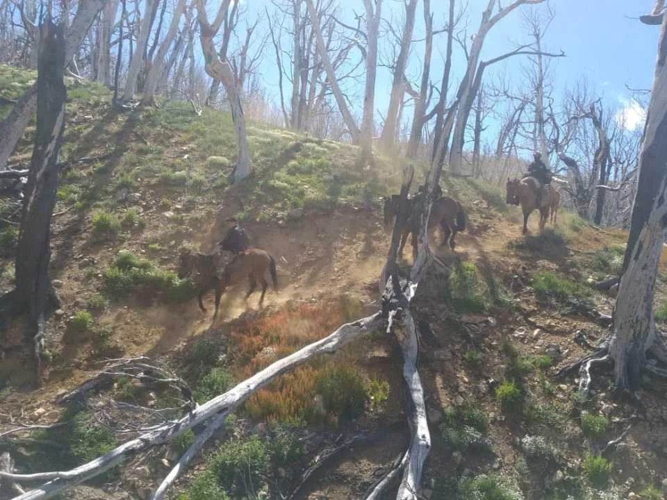 Recorrieron 19 kilómetros a caballo hasta encontrar los animales faenados (Foto: Fiscalía Esquel)