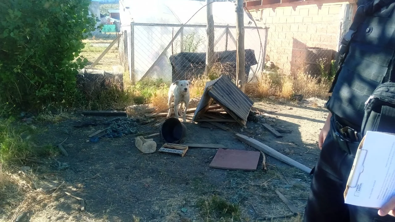 Indignante: Rescataron a un perro que era víctima de maltrato animal en Cholila
