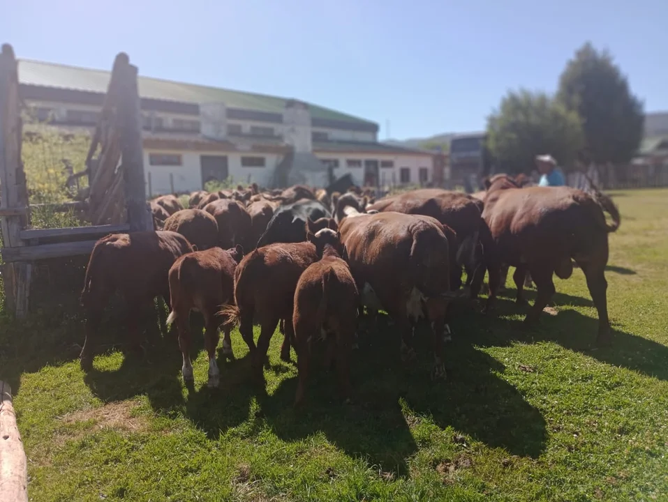 Insólito: la policía de Chubut "arreó" hasta la comisaría a más de 30 vacas 