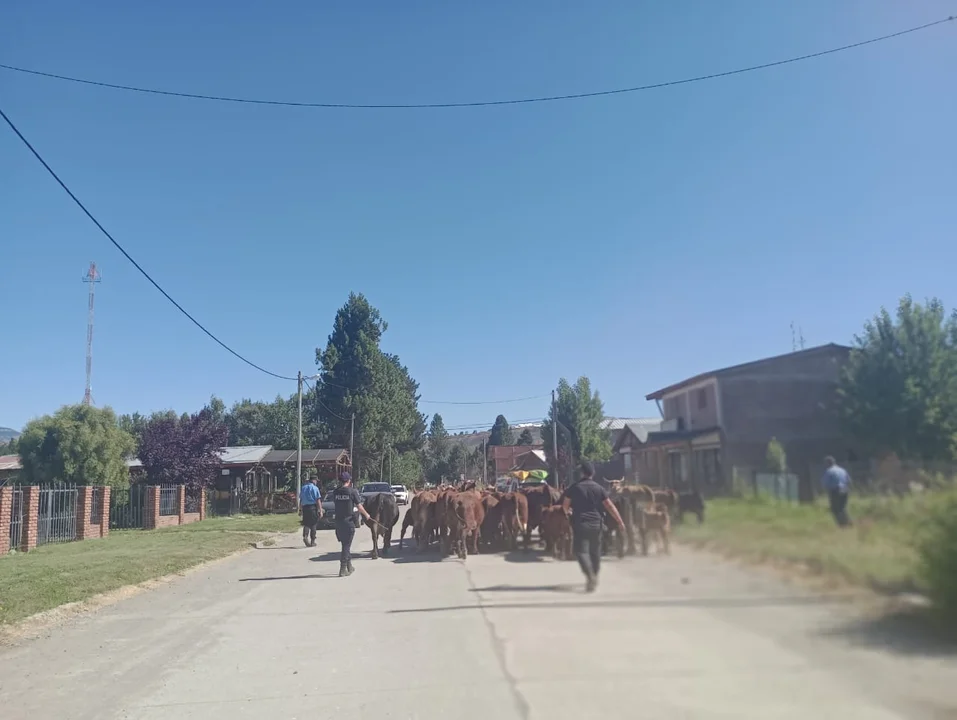 Marche preso: La policía arreó más de 30 vacunos sueltos en la ruta 71 hasta la comisaría