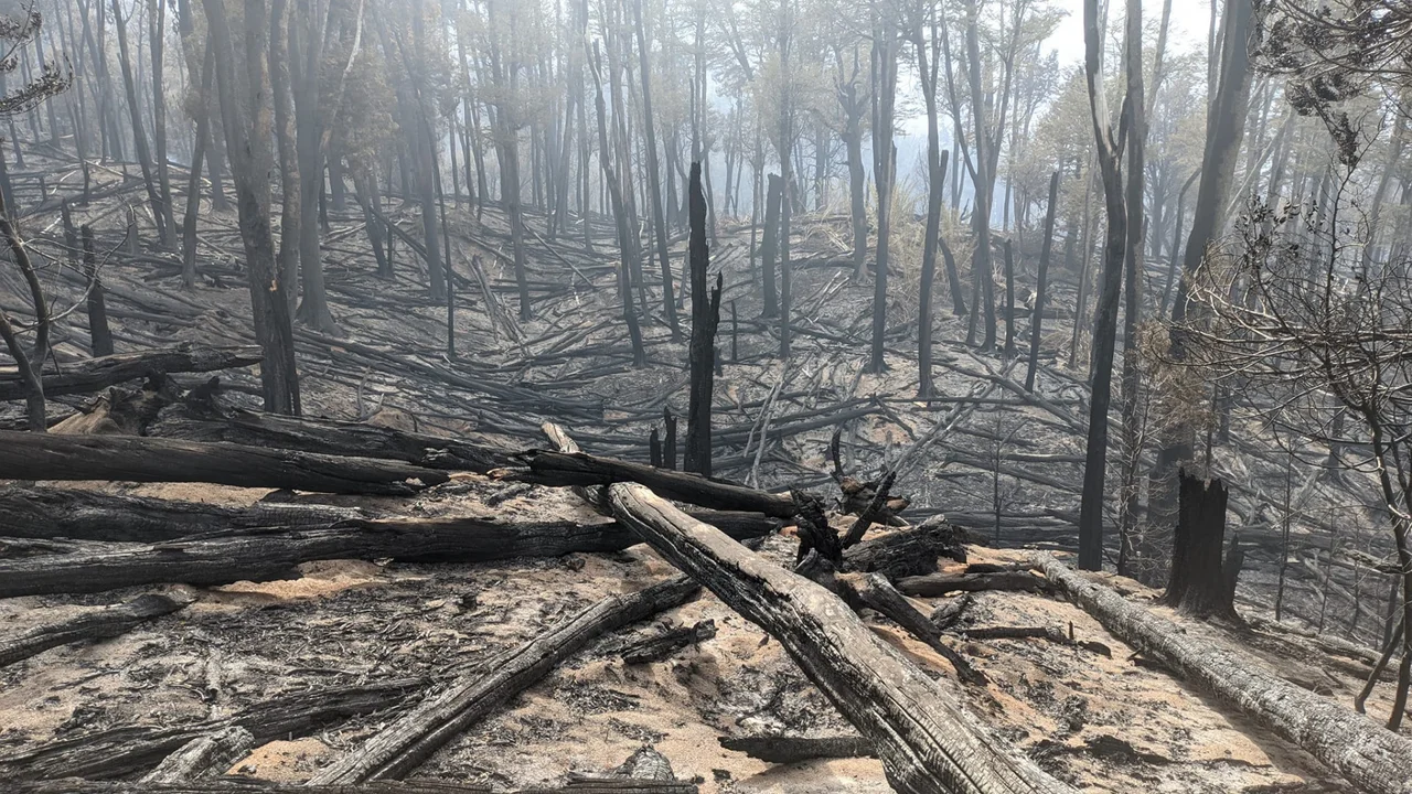 Relevan el impacto del incendio en el Parque Nacional Los Alerces para definir acciones de restauración