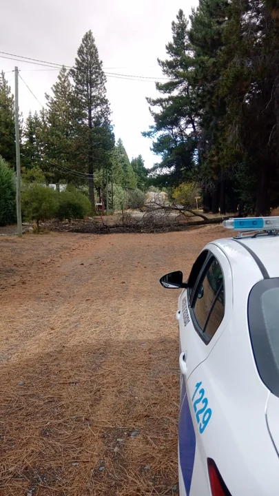 Por el viento cayó un pino en la calle Los Maitenes