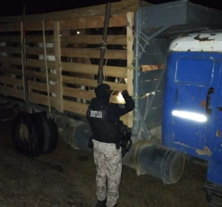 Maltrato animal: Transportaba 14 caballos en un camión, dos en grave estado