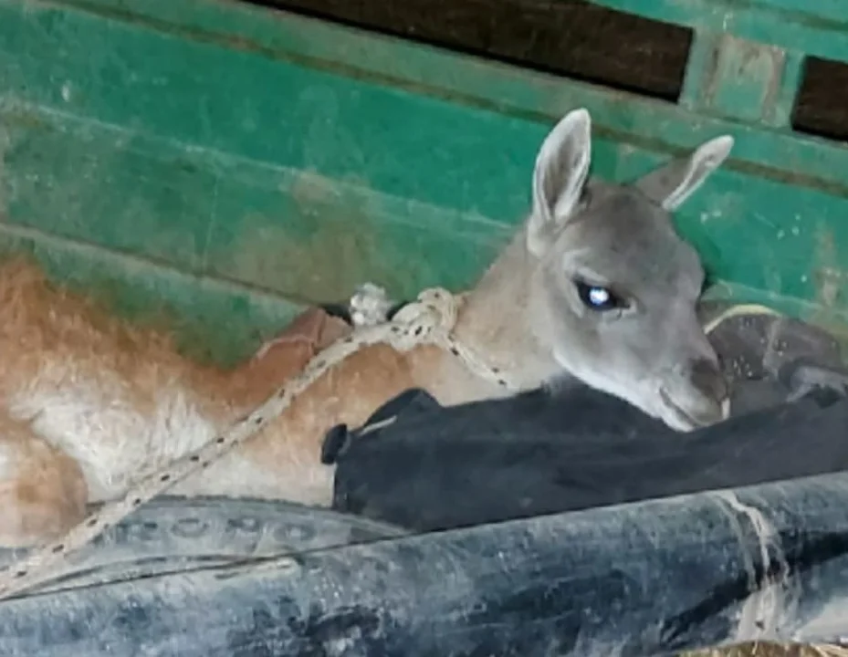 Policía liberó a un guanaco que llevaban atado en un carro