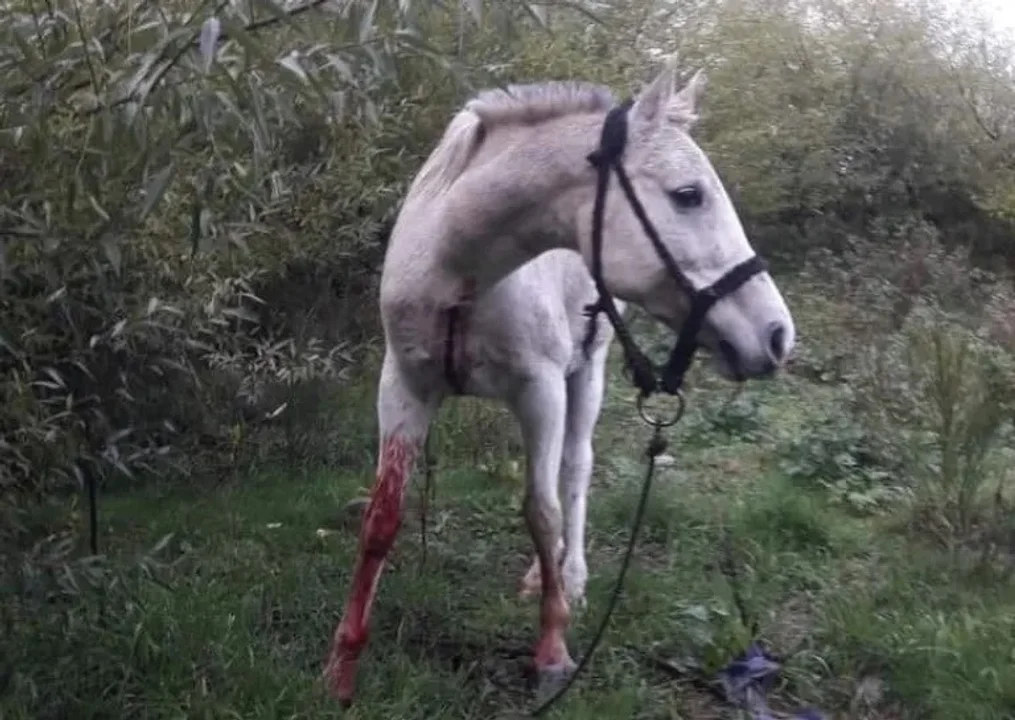 Repudio en El Bolsón por robo y crueldad animal: yegua muerta y otra herida en el río