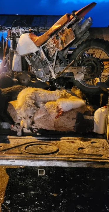 Interceptan camioneta con carne de guanaco en el ingreso a Esquel