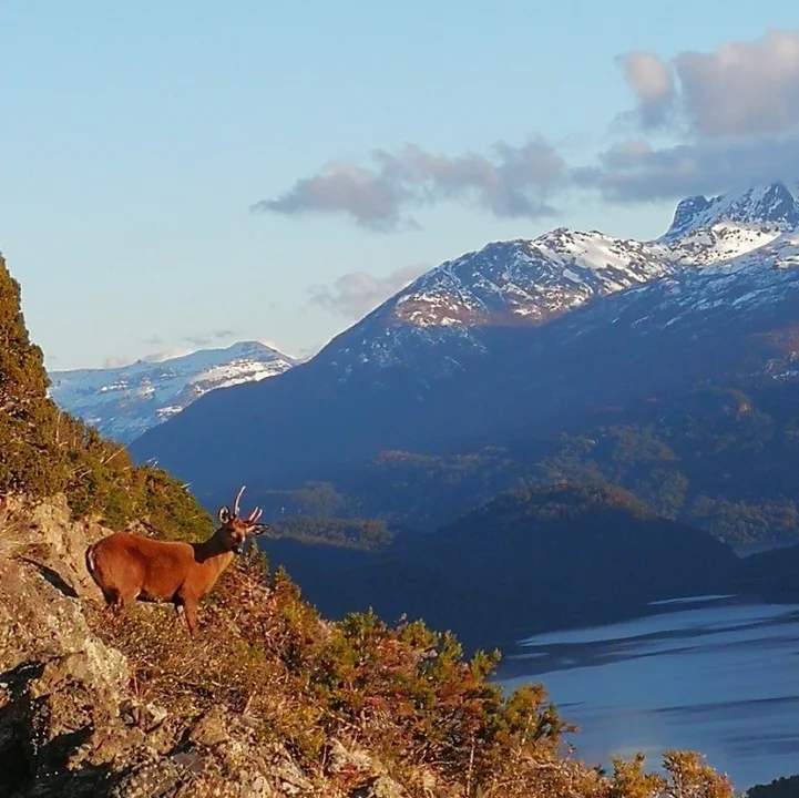 Nuevos registros de Huemul en el Parque Nacional Los Alerces