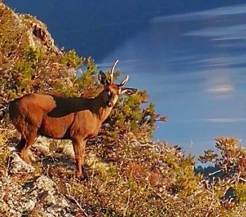 El Parque Nacional Los Alerces reveló nuevas imágenes de Huemul captado en el área protegida