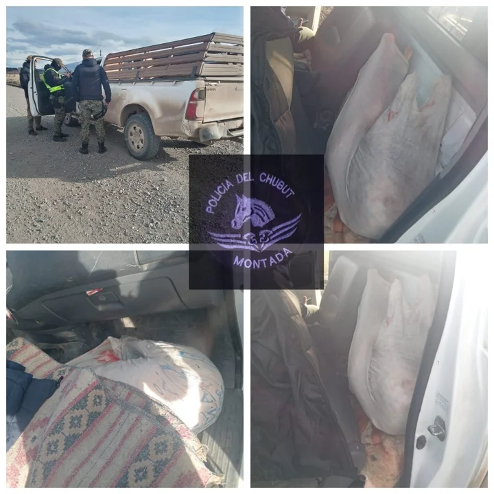 Detectaron que llevaba cuatro ovinos faenados en la camioneta