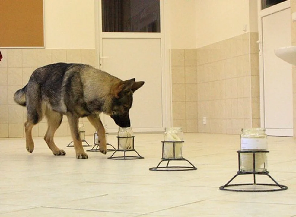 Primera pericia odorológica en Chubut: perro entrenado identificó a los autores de un robo (Foto ilustrativa)