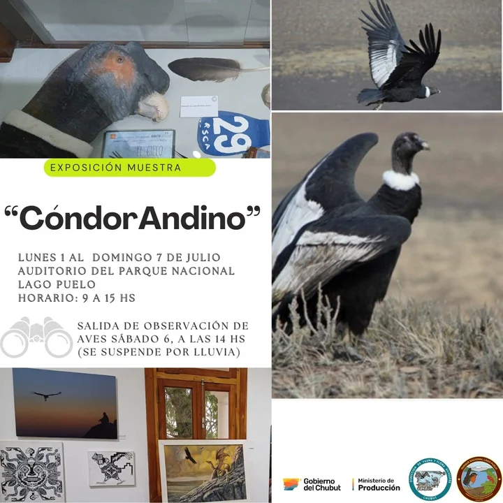 Para concientizar sobre la conservación del Cóndor Andino, realizan una muestra en Lago Puelo