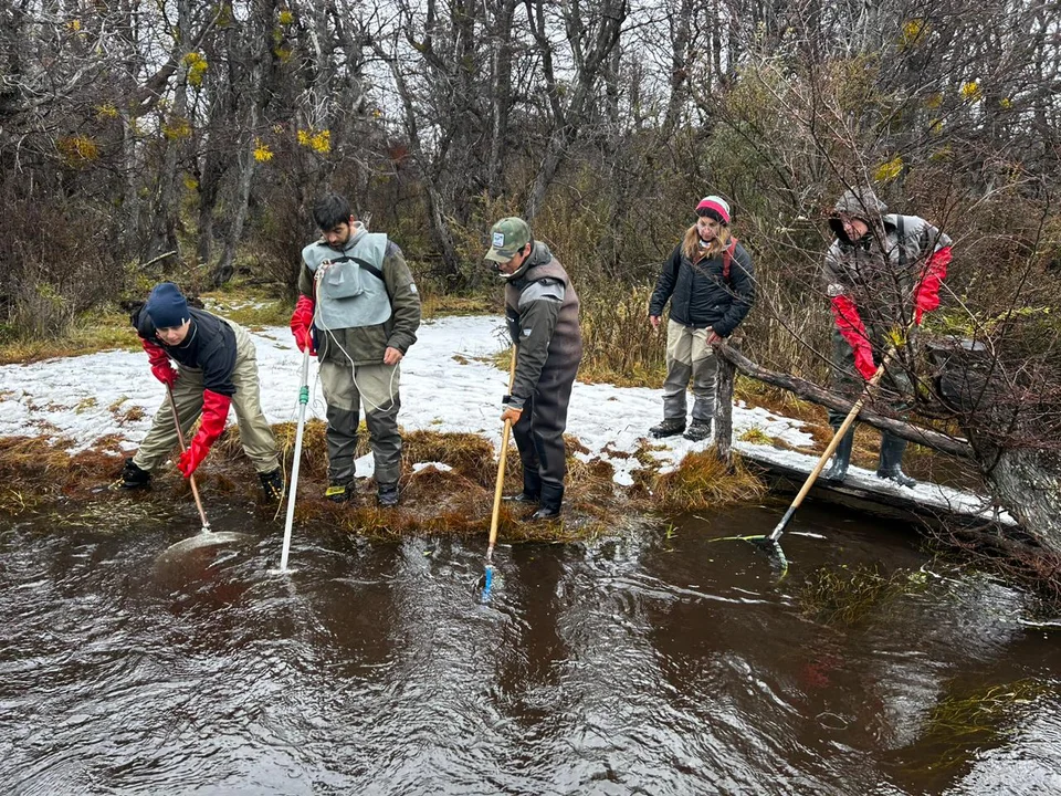 Realizan campaña de desove en ambientes acuáticos de la cordillera de Chubut
