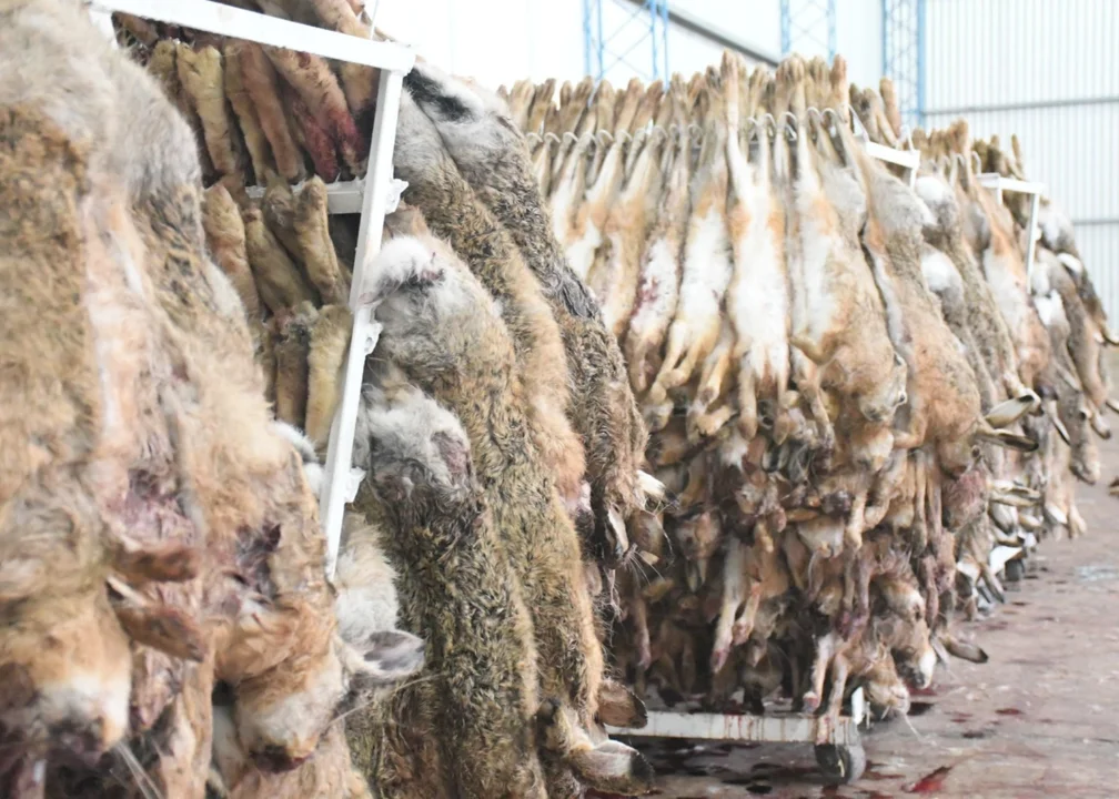 Finalizó la zafra de liebre con un impacto económico de unos 90 millones de pesos