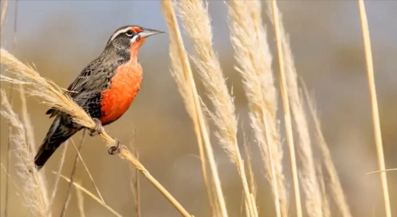 Participá de una jornada de observación de aves en el Parque Los Alerces