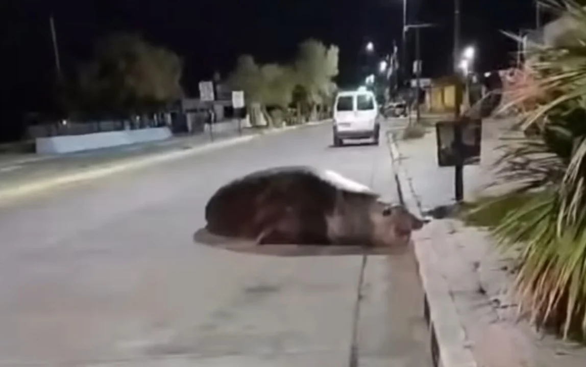 Visita inesperada: Un elefante marino cortó el tránsito en Playa Unión