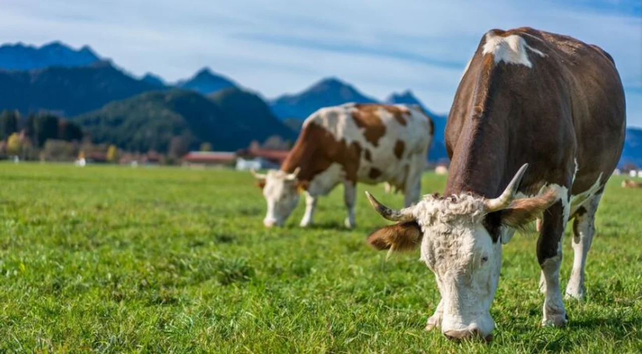 Productores de Trevelin y Corcovado recibieron créditos para mejoramiento genético y compra de alimento