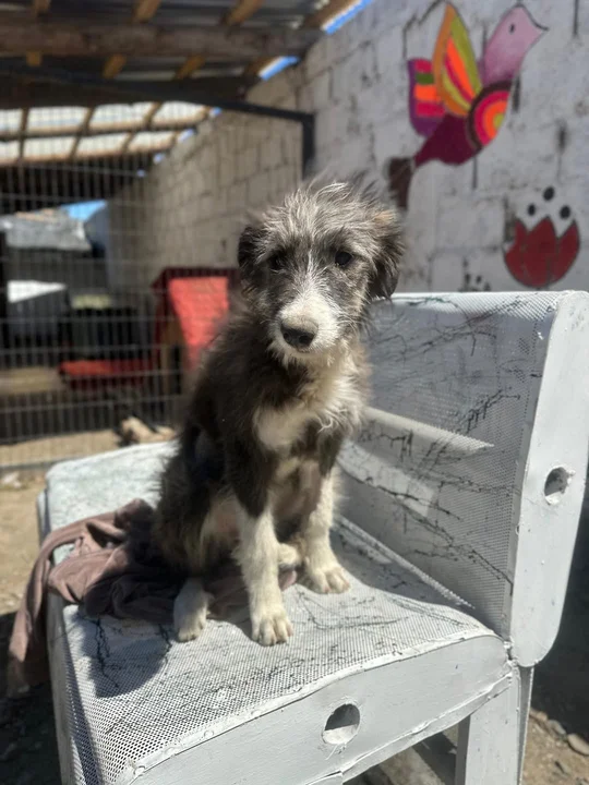 ¡No te lo pierdas! Jornada de paseo y adopción de mascotas en Esquel