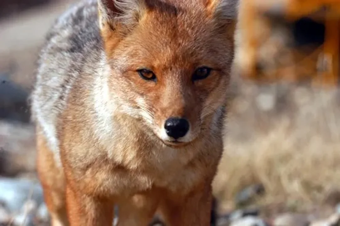 Zorro colorado infectado con rabia activa protocolo sanitario en Trevelin