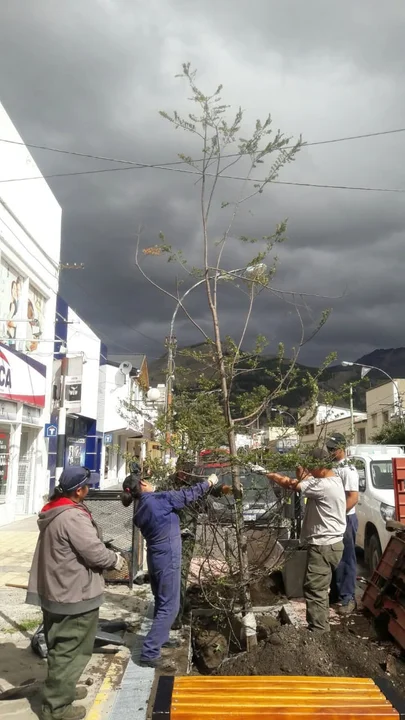 Con el pago anual de impuestos, te llevas un árbol para tu vereda