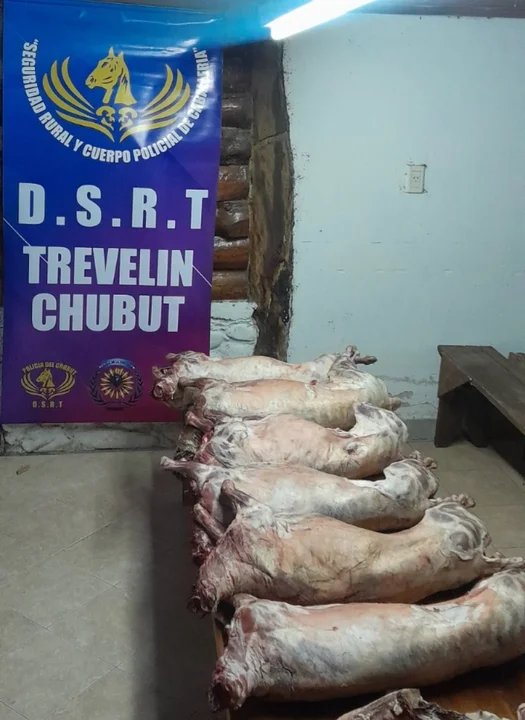 Transportaba carne sin habilitación en el baúl de un auto y la Policía la decomisó