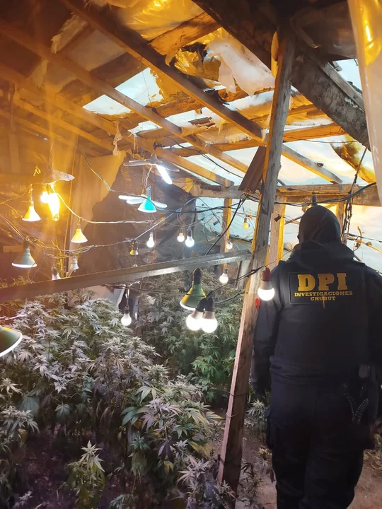 Buscaban un arma de fuego y encontraron marihuana hasta en la heladera